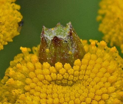 Rhopalomyia tanaceticola